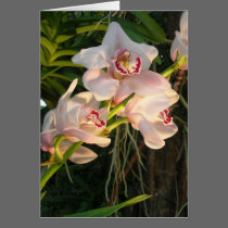 Orchid cards