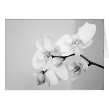 Orchid Cards