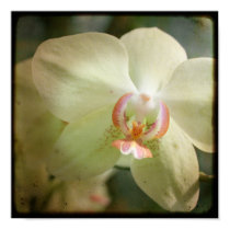 Orchid close up - 8x8 TTV photograph posters by fauxhemia Orchid close up - 8x8 TTV photograph posters