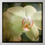 Orchid close up - 8x8 TTV photograph Poster