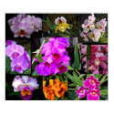 Orchid Collage posters