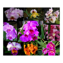 Orchid Collage posters by almedic104 Orchid Collage posters
