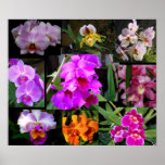 Orchid Collage Posters