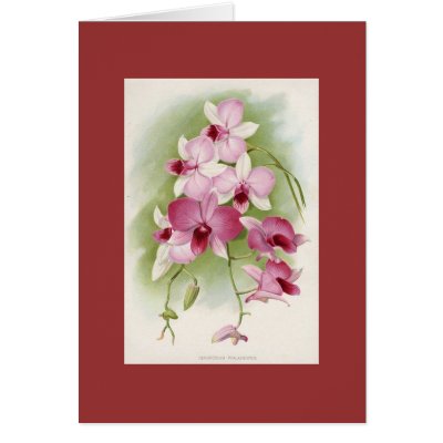Orchid - Dendrobium Phalaenopsis Card by LisasLair