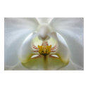 Orchid Detail posters