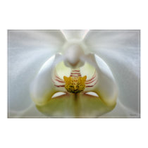 Orchid Detail posters by chestermania Orchid Detail posters