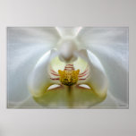 Orchid Detail posters