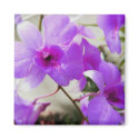 Orchid Dreams magnets
