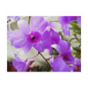 Orchid Dreams postcards