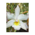 Orchid Eight Postcard