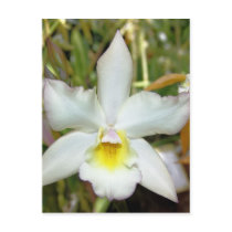 Orchid Eight Postcard by GrumpyKittenGraphics Orchid Eight Postcard