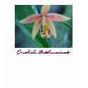 Orchid Enthusiast t-shirts by gardenparty Orchid Enthusiast t-shirts
