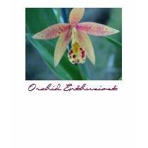 Orchid Enthusiast t-shirts by gardenparty Orchid Enthusiast t-shirts
