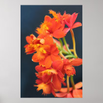 Orchid Epi Orange 2 Poster