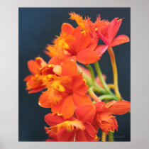 Orchid Epi Orange 2 Print