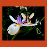 fairy, fairies, faerie, flower, orchid, plant,