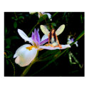 Orchid Fairy posters