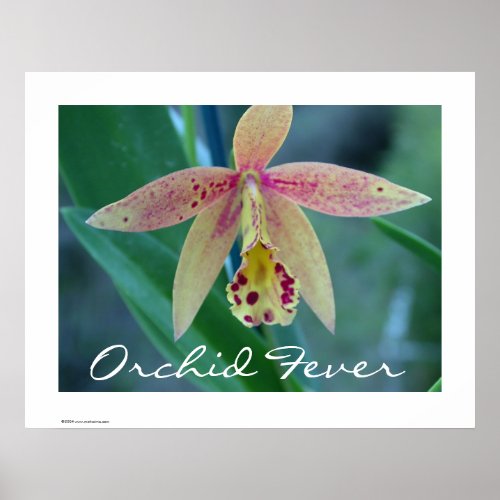 Orchid Fever Poster Print print