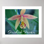 Orchid Fever Poster Print