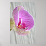 Orchid Floral Poster