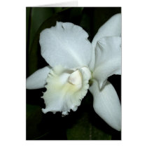 Orchid Flower cards by naturelife Orchid Flower cards