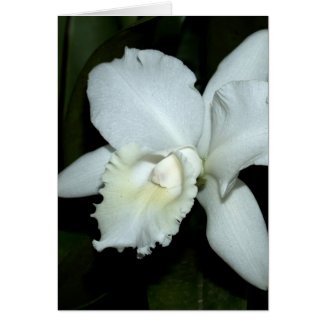 Orchid Flower card