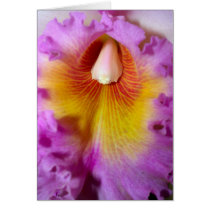Orchid Flower cards