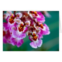Orchid Flower cards