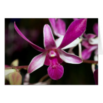 Orchid Flower cards