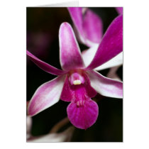 Orchid Flower cards