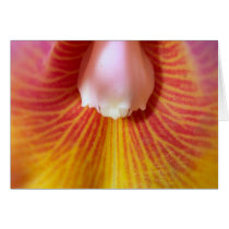 Orchid Flower cards