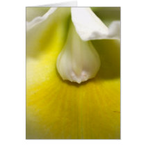 Orchid Flower cards