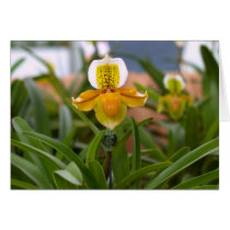 Orchid Flower cards