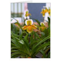 Orchid Flower cards