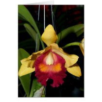 Orchid Flower cards