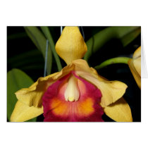Orchid Flower cards