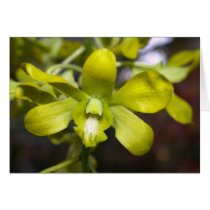 Orchid Flower cards