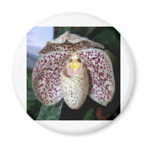 Orchid Flower magnets by naturelife Orchid Flower magnets
