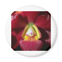 Orchid Flower magnets by naturelife Orchid Flower magnets
