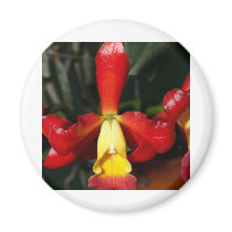 Orchid Flower magnets by naturelife Orchid Flower magnets