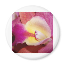 Orchid Flower magnets by naturelife Orchid Flower magnets
