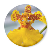 Orchid Flower magnets by naturelife Orchid Flower magnets
