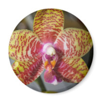 Orchid Flower magnets by naturelife Orchid Flower magnets