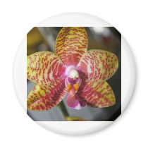 Orchid Flower magnets by naturelife Orchid Flower magnets
