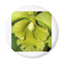 Orchid Flower magnets by naturelife Orchid Flower magnets
