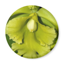 Orchid Flower magnets by naturelife Orchid Flower magnets