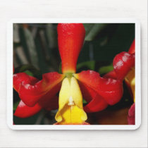 Orchid Flower mousepads