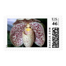 Orchid Flower postage by naturelife Orchid Flower postage