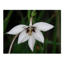 Orchid Flower Postcard