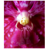 Orchid Flower t-shirts by naturelife Orchid Flower t-shirts
